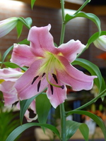 Foto: Dr. Peter Müller